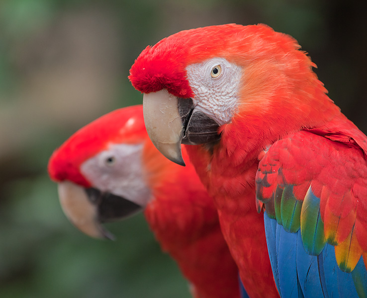 Scarlet Macaws: 